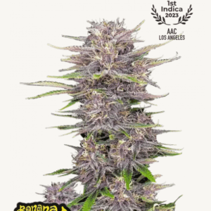 banana purple punch auto