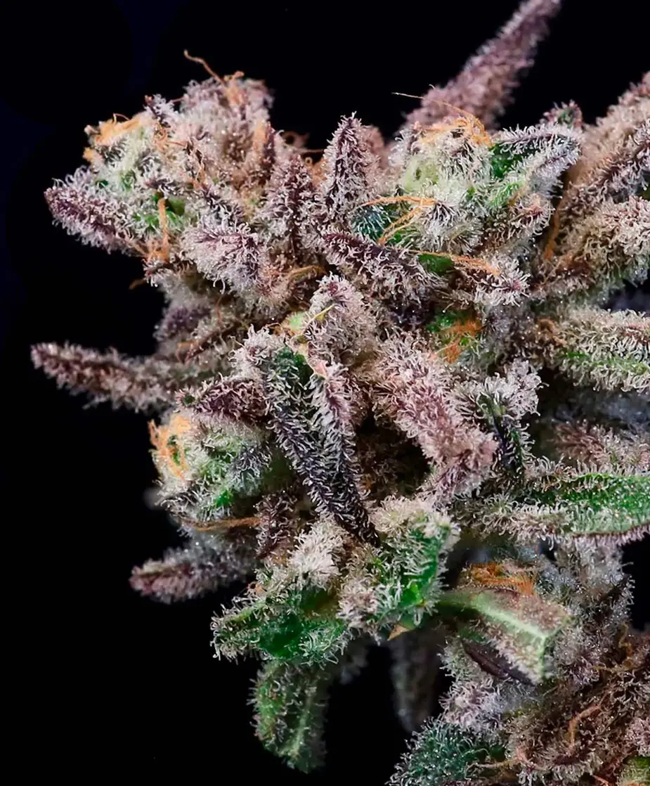 banana cream sundae atlas