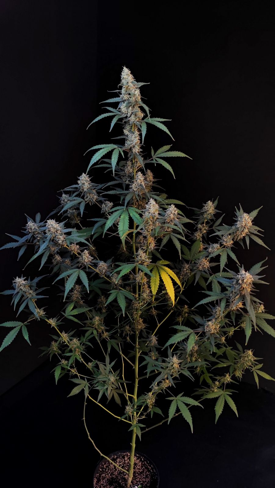 Bubblegum Auto - Fast Buds - immagine 2