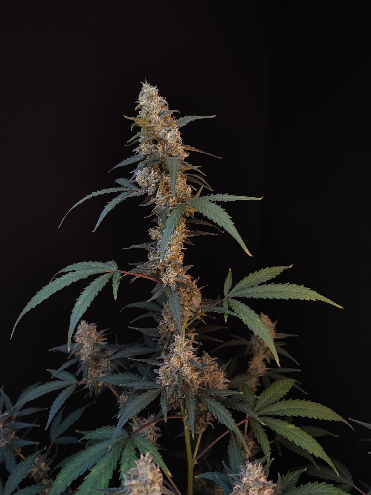 Bubblegum Auto - Fast Buds - immagine 3