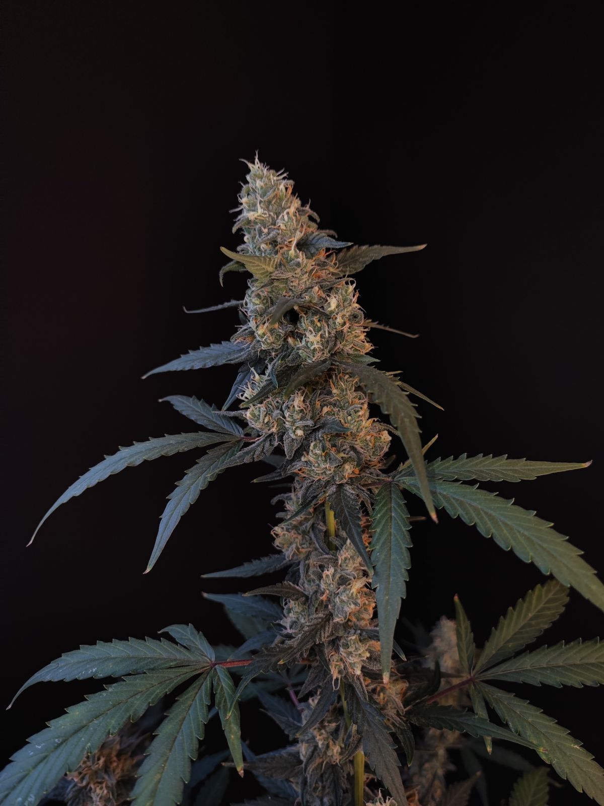 Bubblegum Auto - Fast Buds - immagine 4