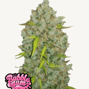 original bubblegum auto fastbuds