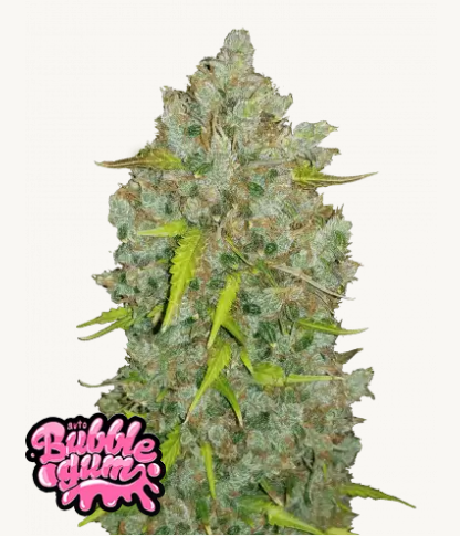 original bubblegum auto fastbuds
