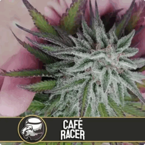 cafe racer blimburn seeds