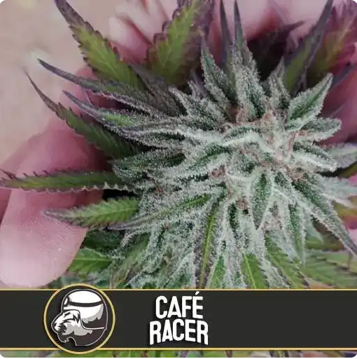 cafe racer blimburn seeds