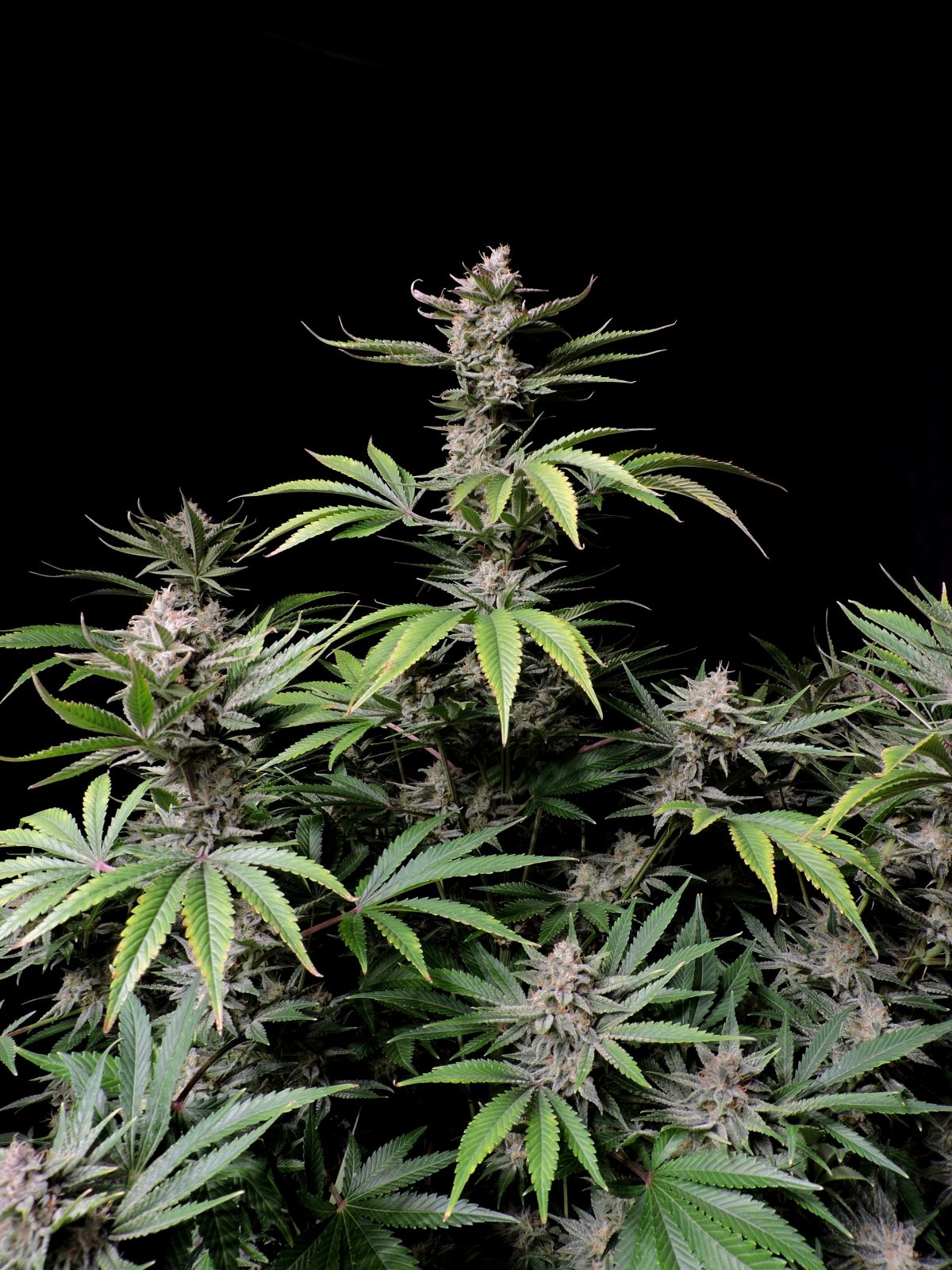 Cherry Cola Auto - Fastbuds - immagine 2