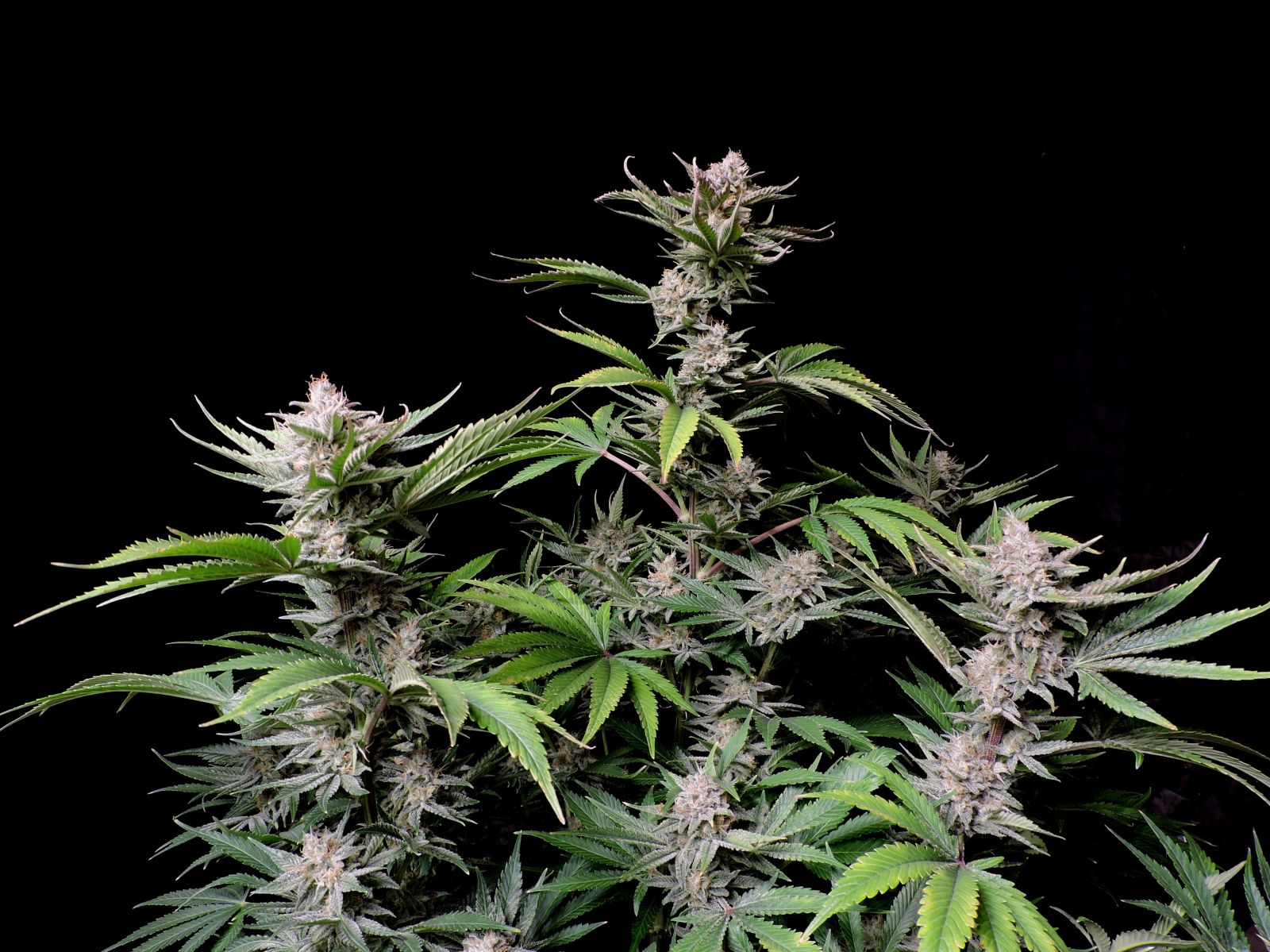 Cherry Cola Auto - Fastbuds - immagine 3