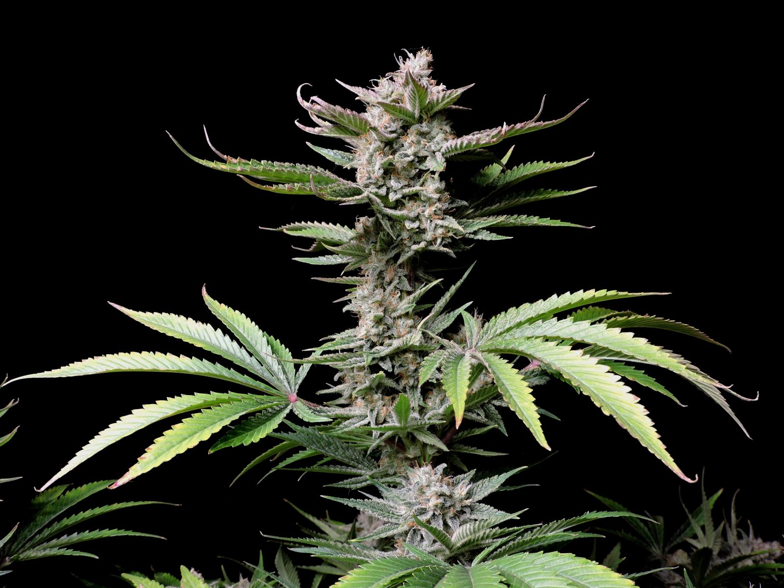 Cherry Cola Auto - Fastbuds - immagine 4