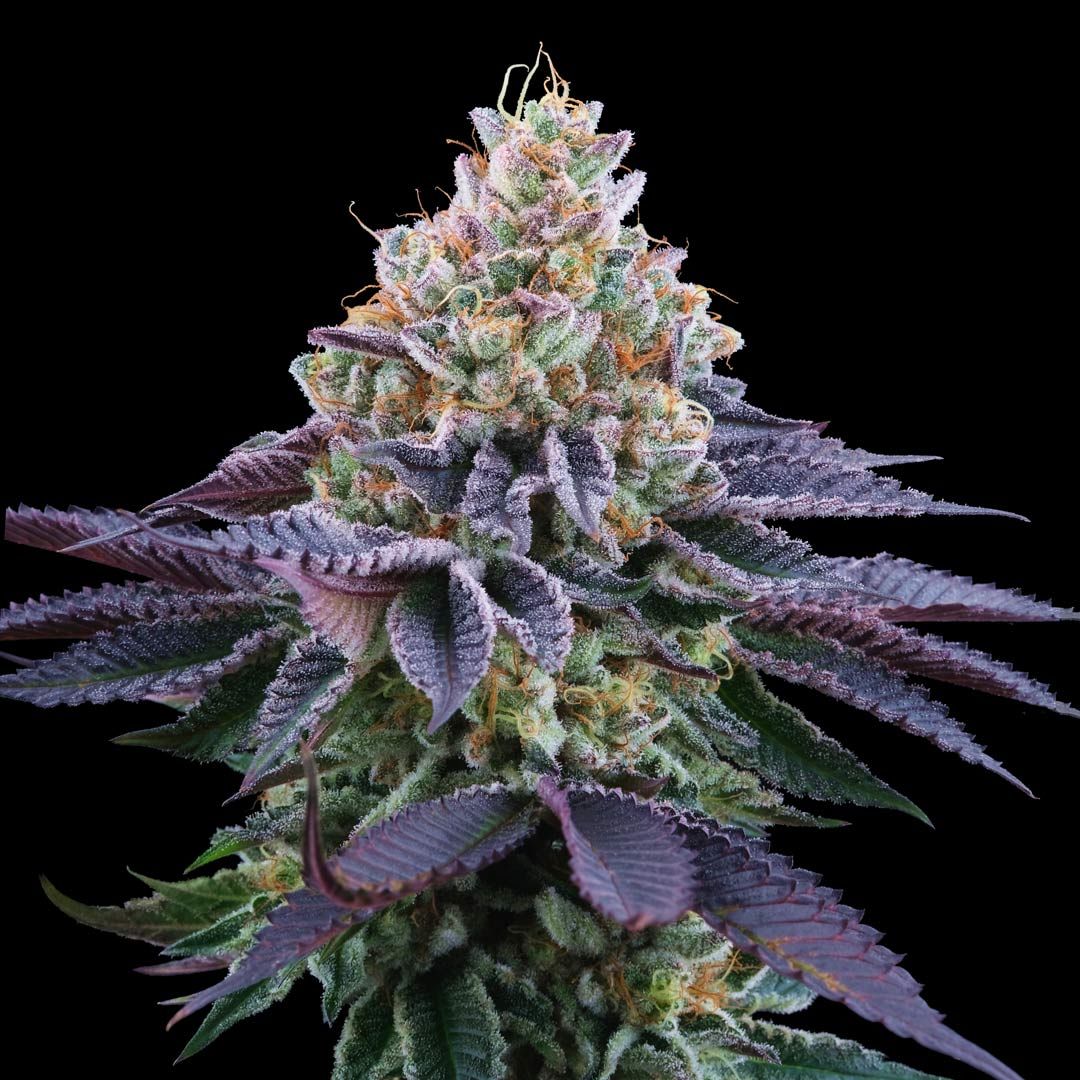 Coco Fresh - Pack 6 semi + 3 - Perfect tree - immagine 2