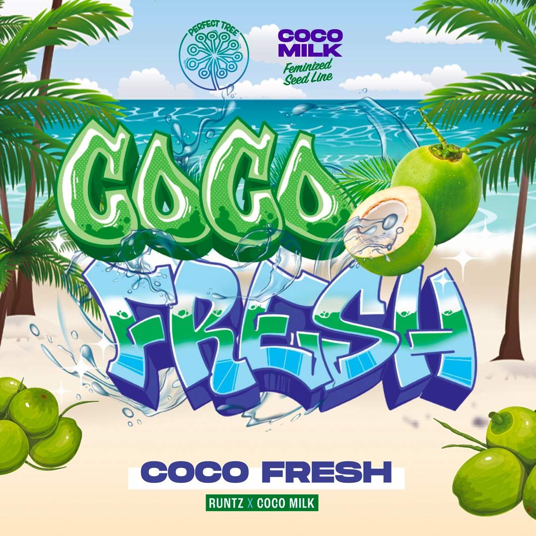Coco Fresh - Pack 6 semi + 3 - Perfect tree - immagine 4