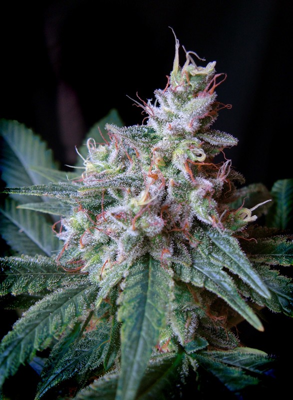 Cream Caramel - Sweetseeds - immagine 2