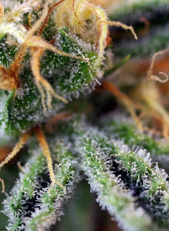 Cream Caramel - Sweetseeds - immagine 3
