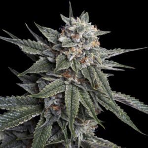 Holy Grail Kush – Pack 6 Semi – Dna Genetics