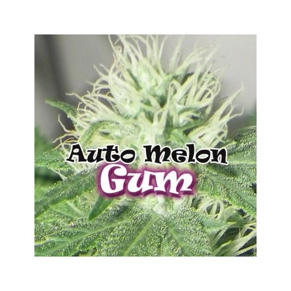 melon gum auto