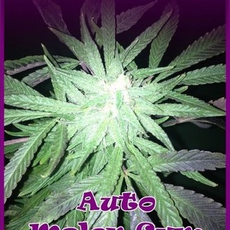 Auto Melon Gum - Dr. Underground - immagine 2