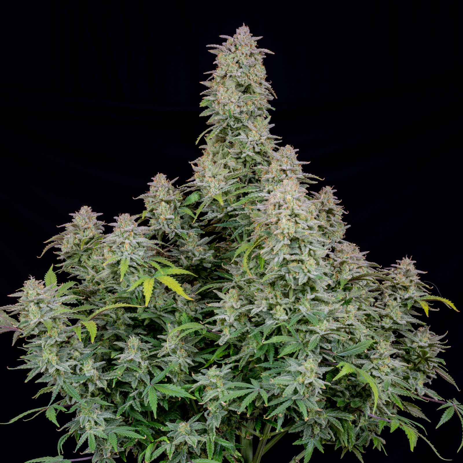Forbidden Runtz Auto - Fast buds - immagine 2