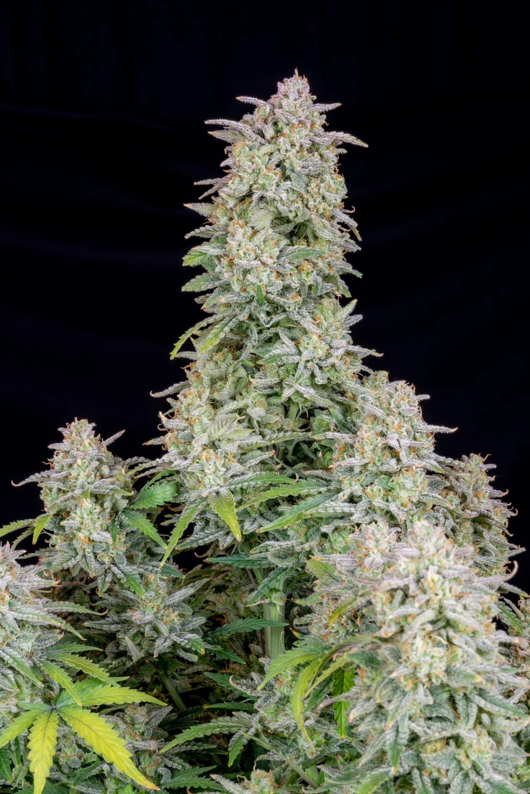 Forbidden Runtz Auto - Fast buds - immagine 3