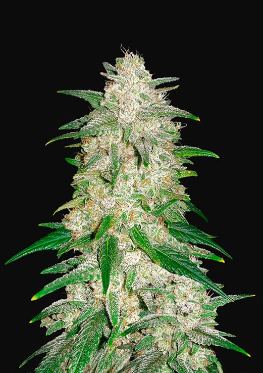 gelato auto fastbuds
