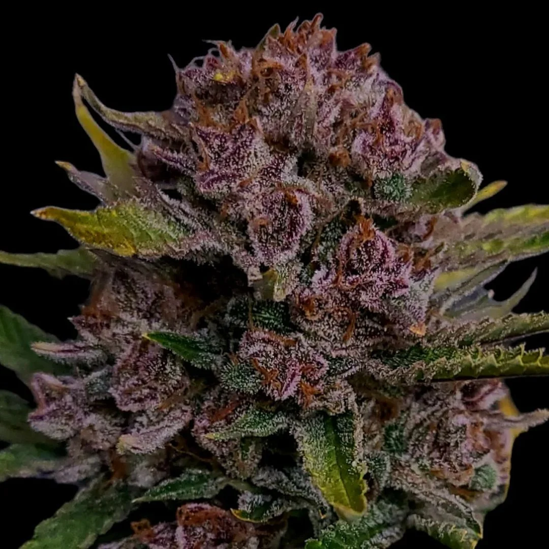 Gorilla Punch Auto - Fastbud420 - immagine 3
