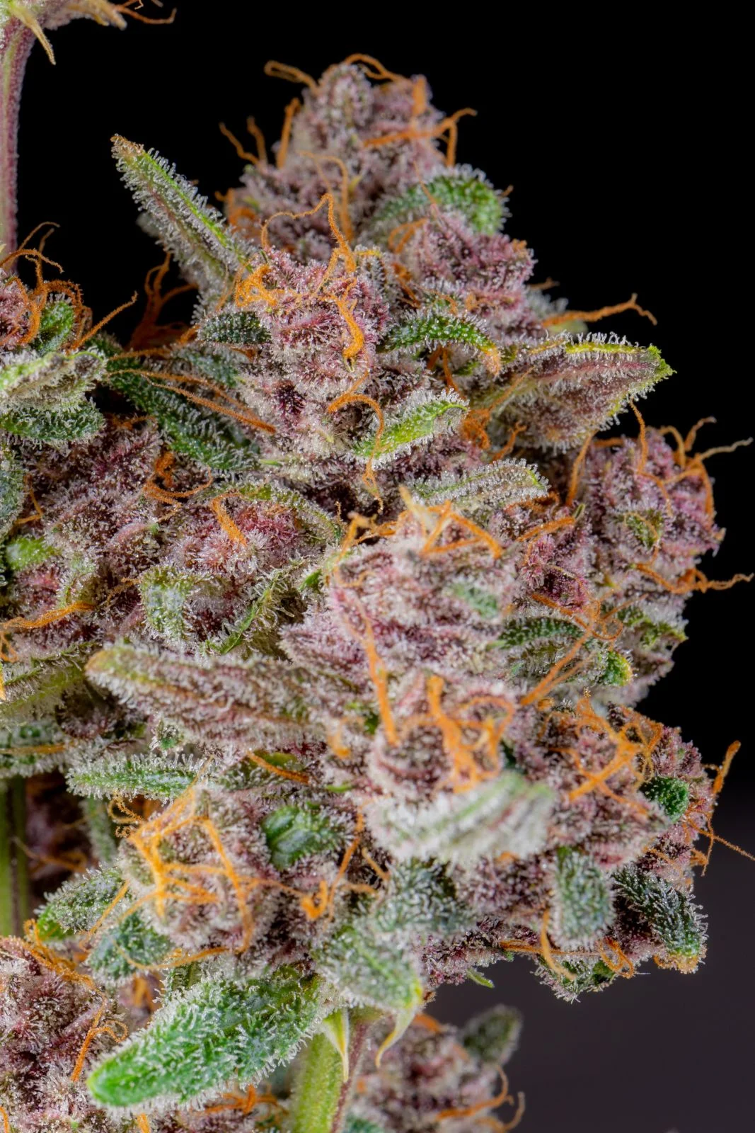 Gorilla Punch Auto - Fastbud420 - immagine 4