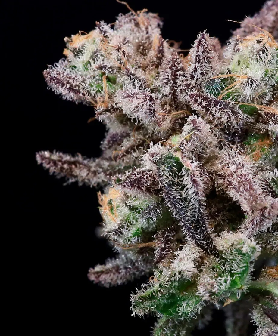 Iced Sangria - 5+2 semi - Atlas Seed - immagine 2