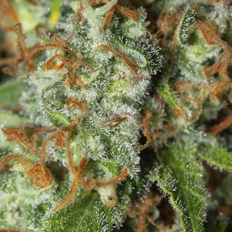 Jamaican Dream - Eva Seeds - immagine 2