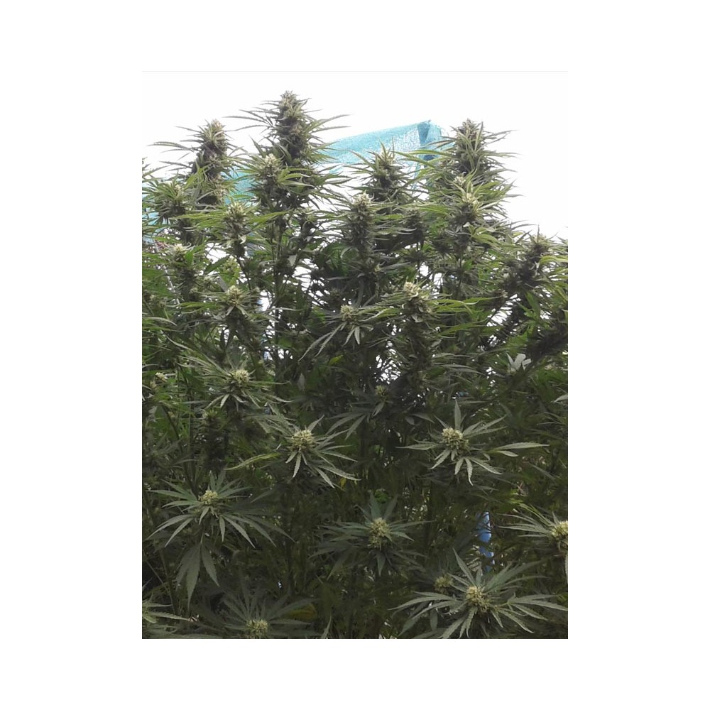 Jamaican Dream - Eva Seeds - immagine 4