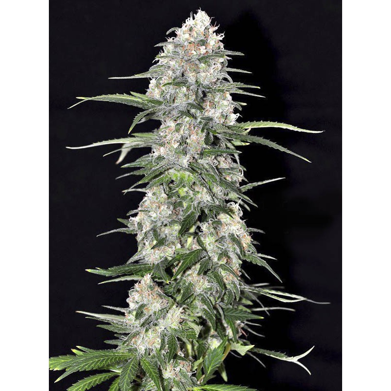 jamaican dream eva seeds
