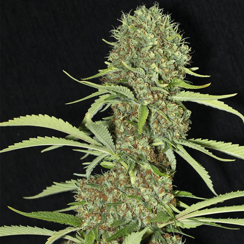 Jamaican Dream - Eva Seeds - immagine 5