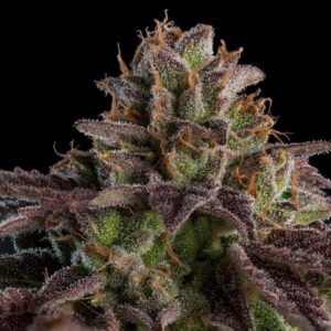 kmintz auto ripper seeds