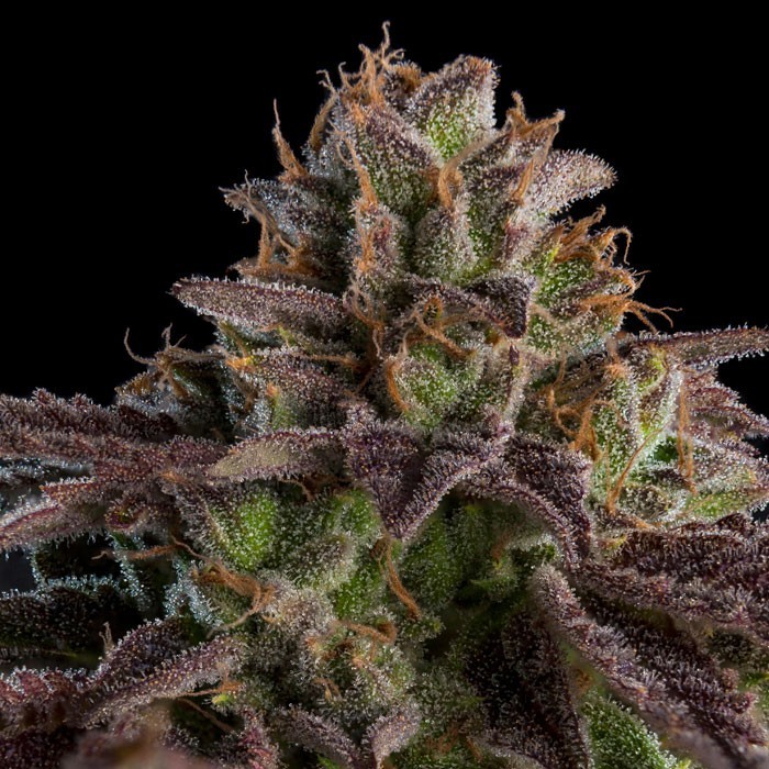 KmintZ ripper seeds