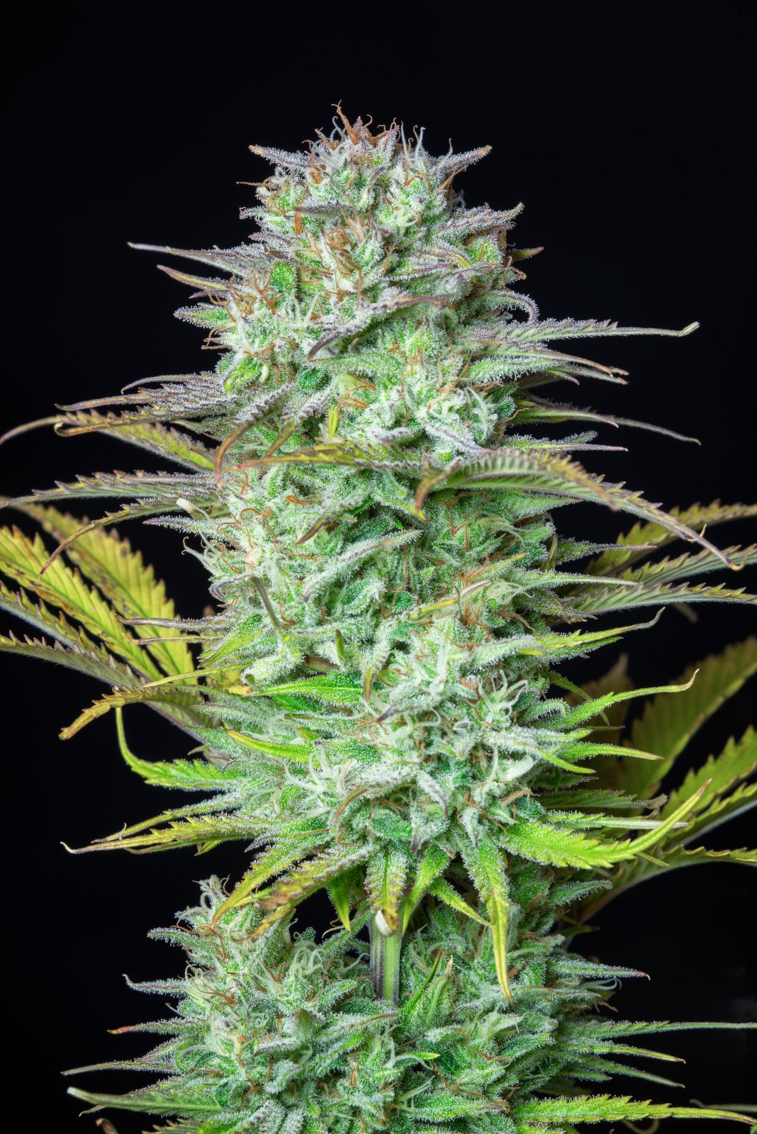 Kosher Cake Auto - FastBuds - immagine 2