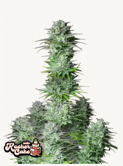 semi kosher cake auto