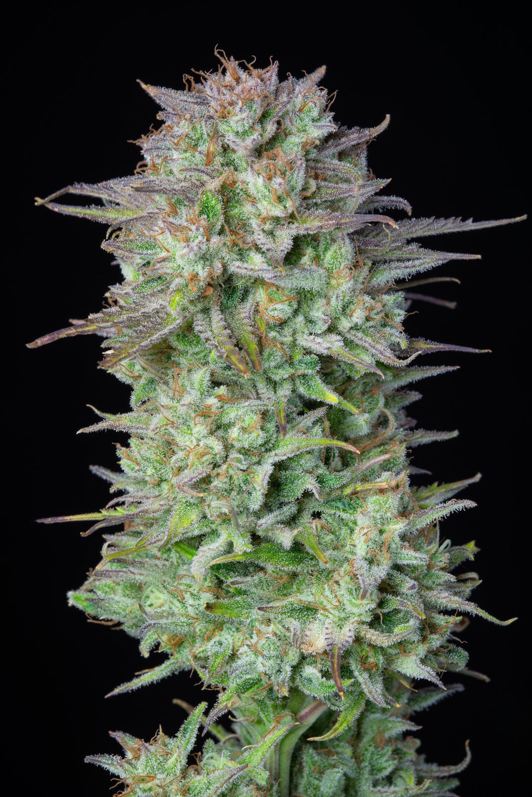 Kosher Cake Auto - FastBuds - immagine 3