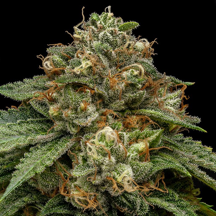 kroma ripper seeds
