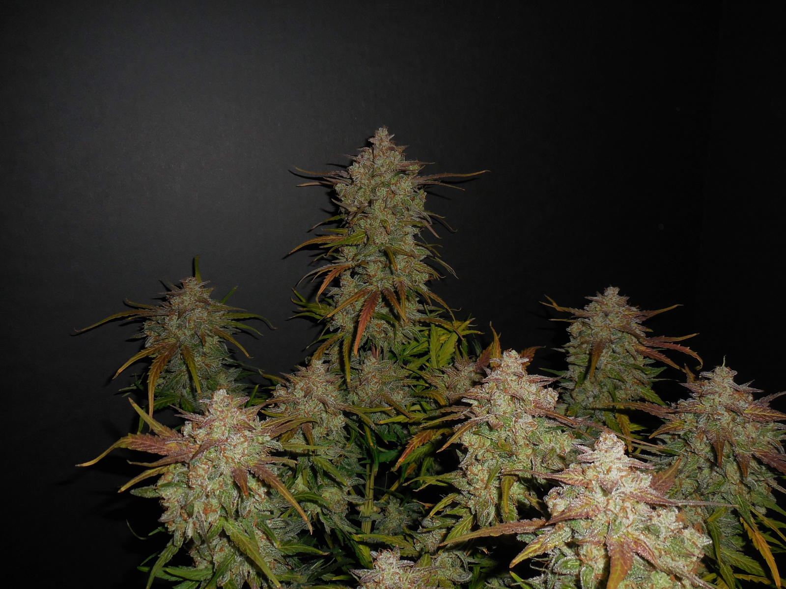 Lemon AK Auto - FastBud420 - immagine 2