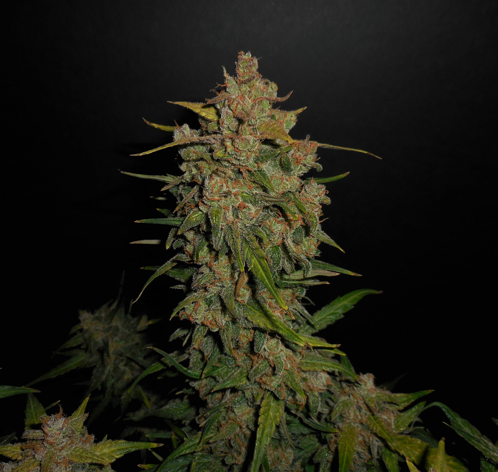 Lemon AK Auto - FastBud420 - immagine 5