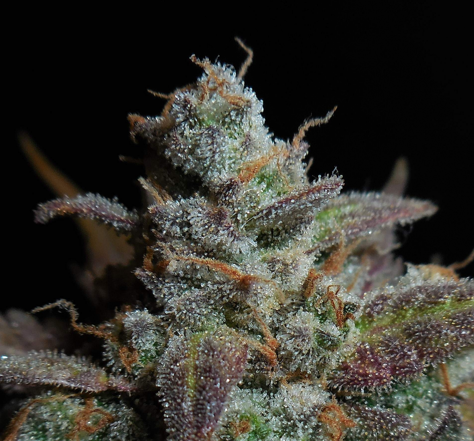 Lemon AK Auto - FastBud420 - immagine 6