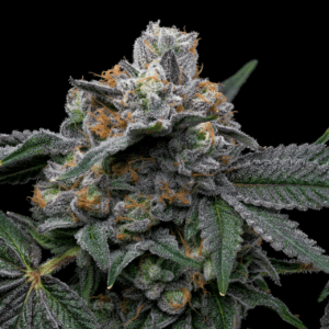 Mango X Hollywood cookies