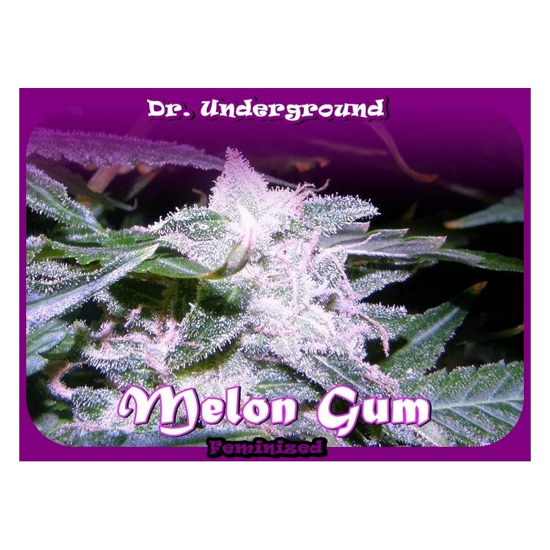 melon gum Dr underground
