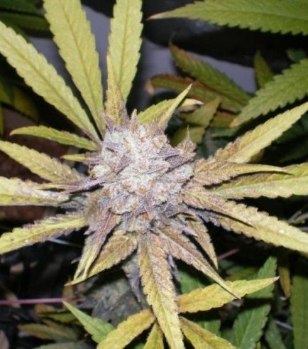 melon gum Dr underground