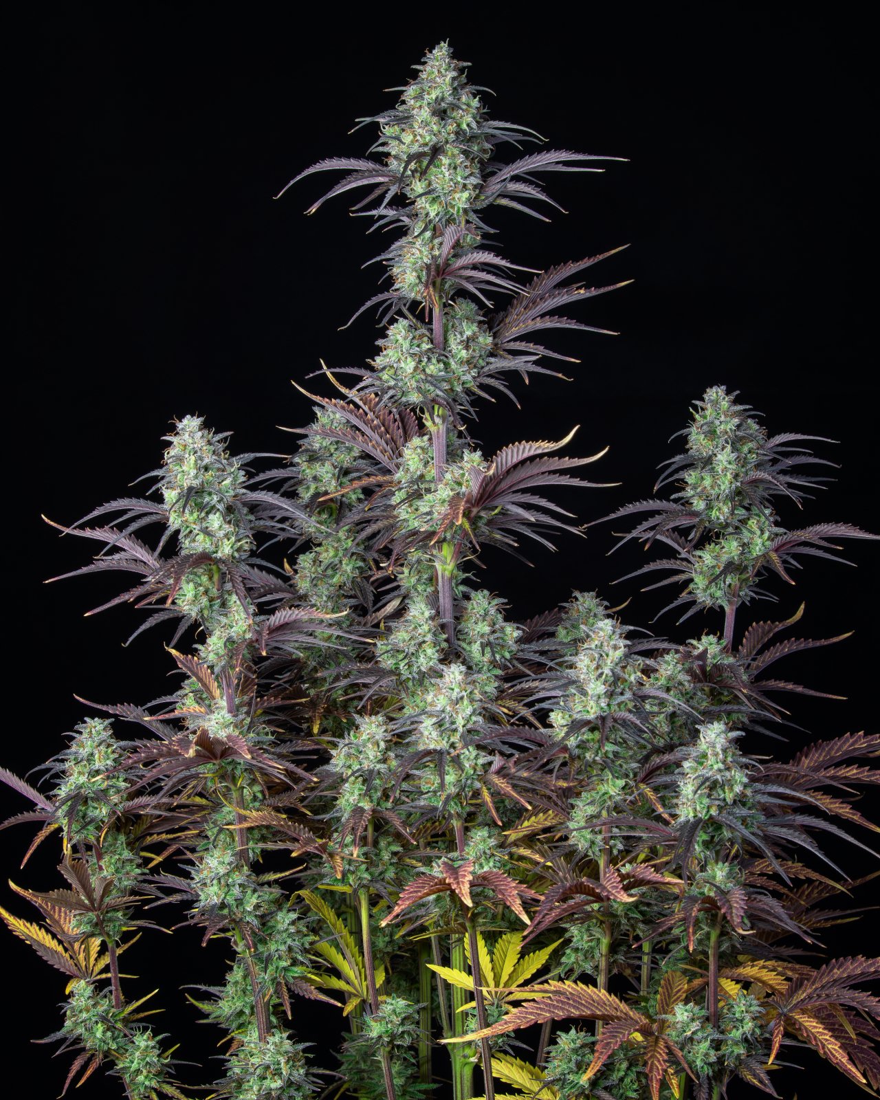 Mimosa Cake Auto - FastBuds - immagine 2