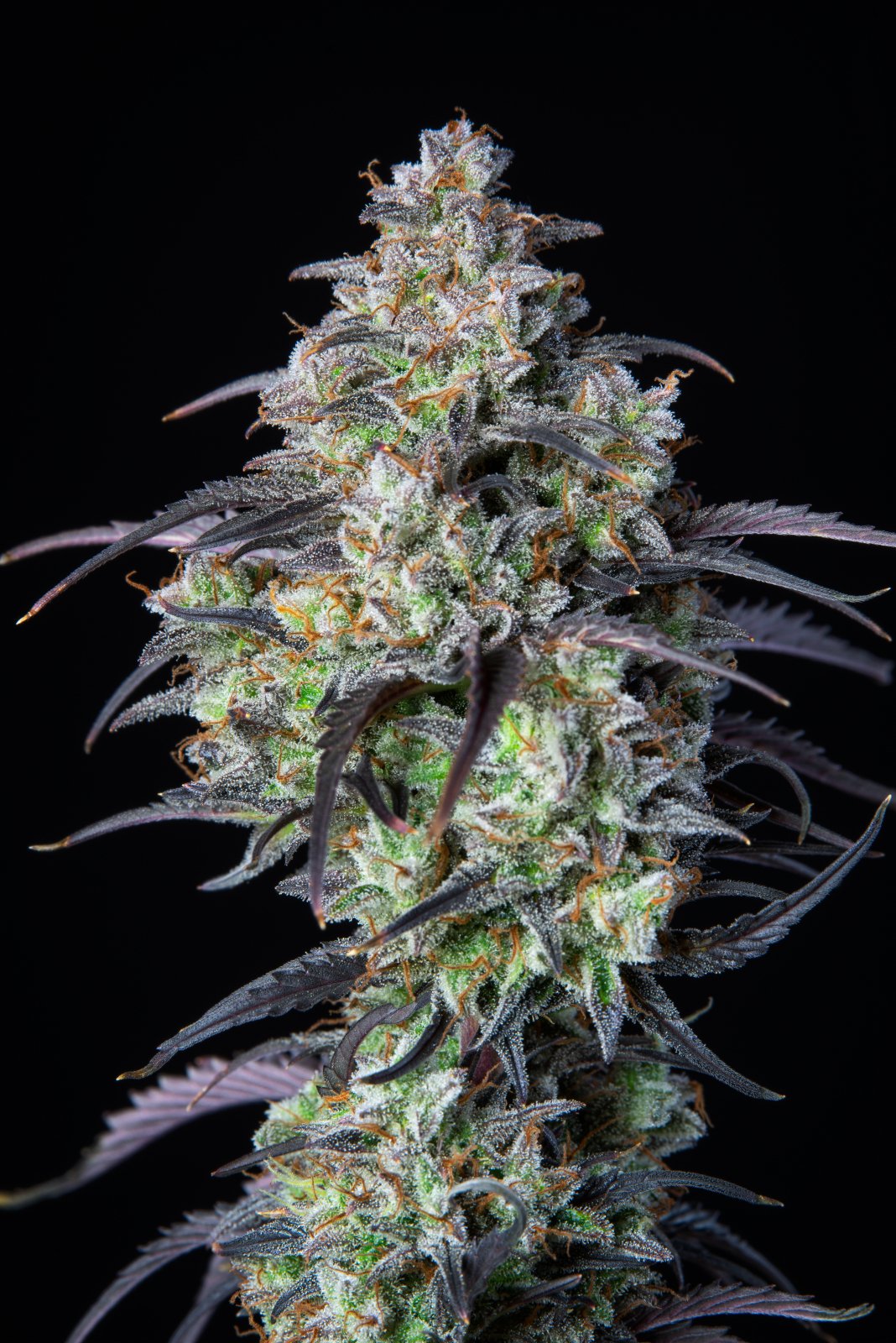 Mimosa Cake Auto - FastBuds - immagine 3