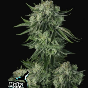 original moby dick auto