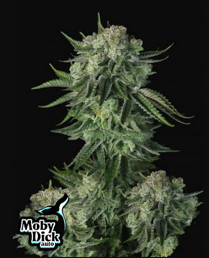 original moby dick auto