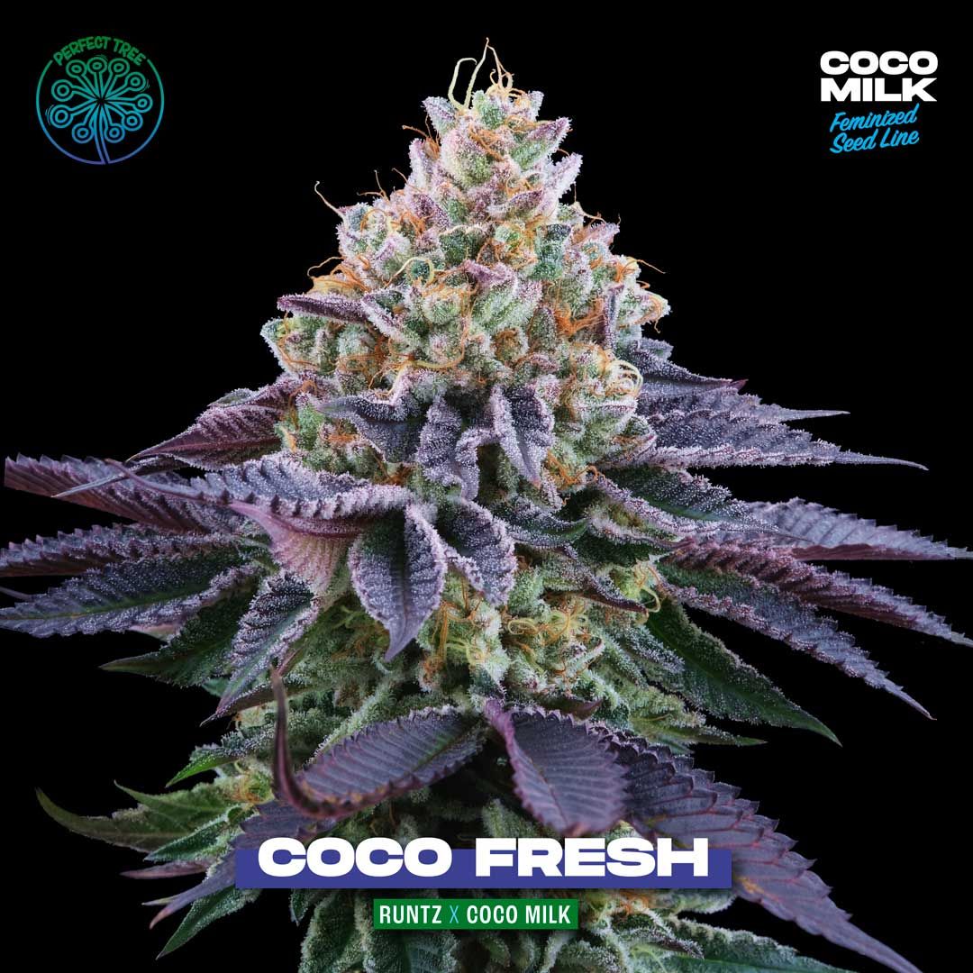 Coco Fresh - Pack 6 semi + 3 - Perfect tree - immagine 3