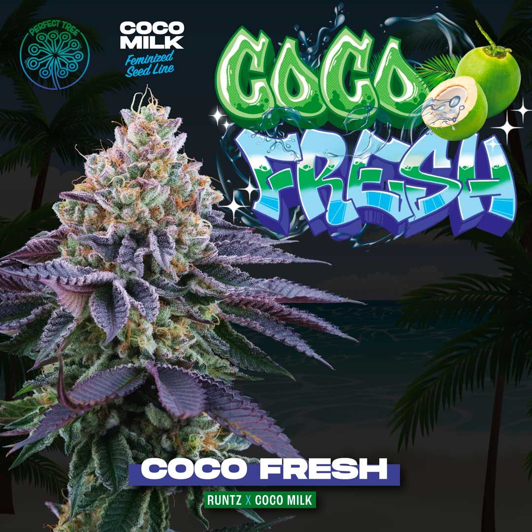coco fresh perfect tree