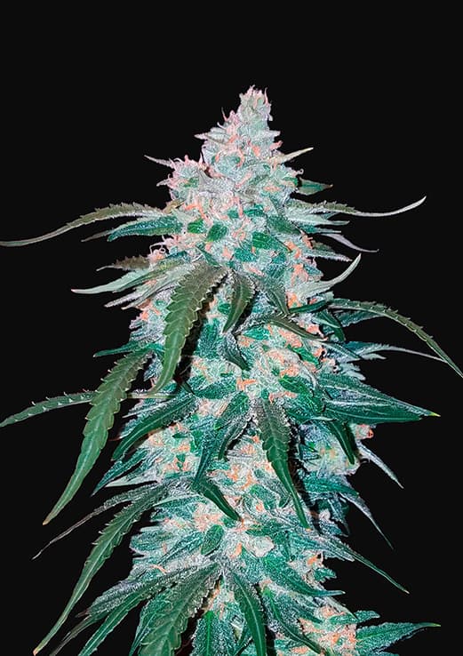 pineapple express auto fastbuds