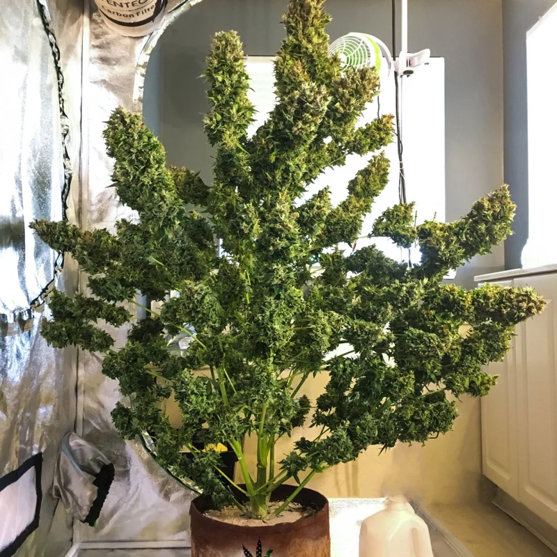 Pineapple Express Auto - FastBud420 - immagine 2