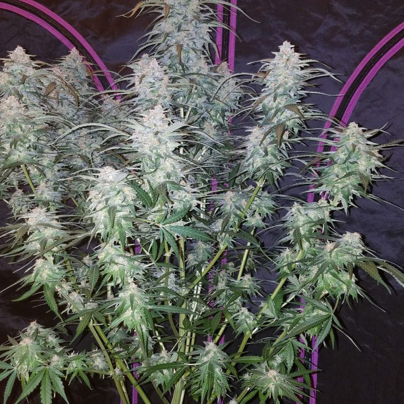 Pineapple Express Auto - FastBud420 - immagine 3